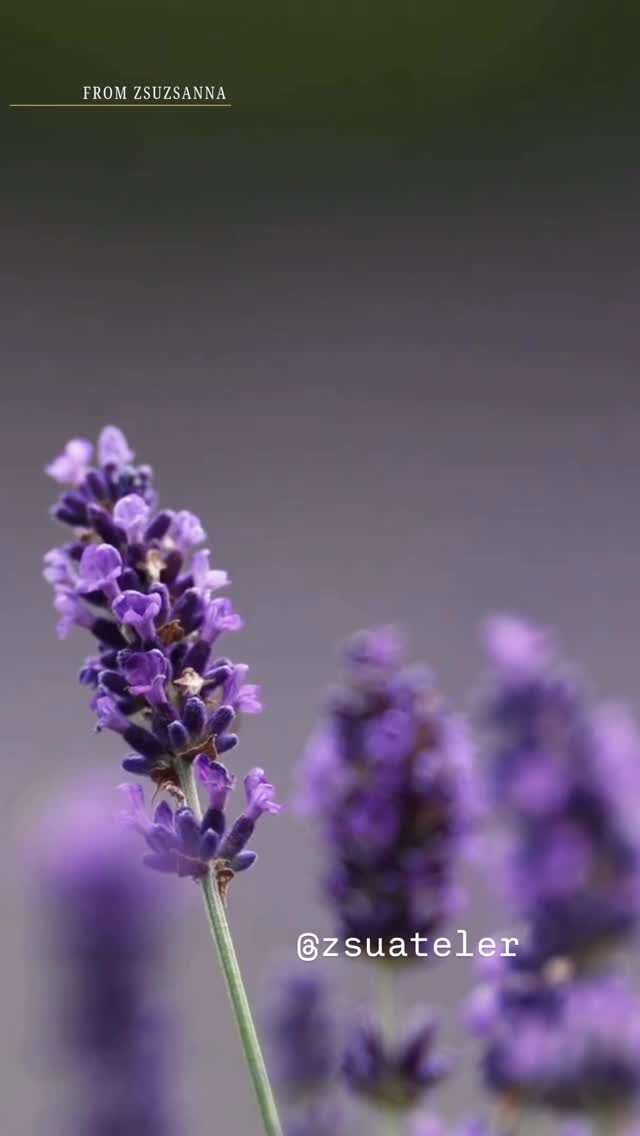 Instagram post from zsuatelier. This post is in position 1.